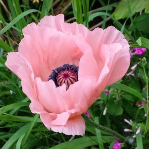 Meet your Posher, Aimee